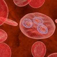 Breaking the Cycle of Parasitic Infections