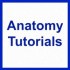 Anatomy Tutorials
