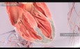 Insuficiencia cardíaca congestiva explicada mediante animación médica en 3D