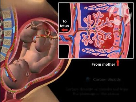 Circulación feto-materna
