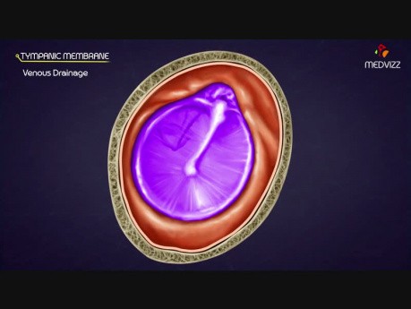 Anatomía macroscópica de la membrana timpánica