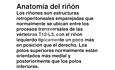 Anatomía del riñón