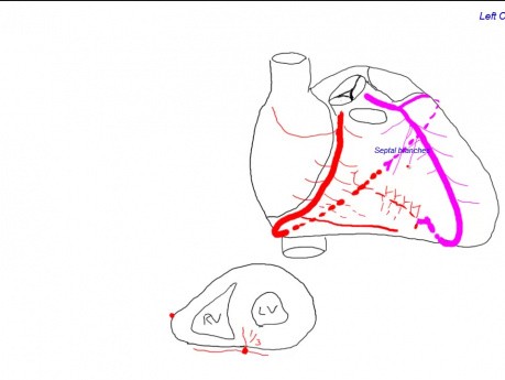 Corazón - circulación coronaria