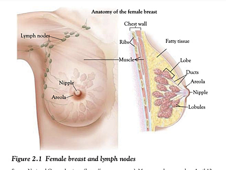 Cáncer de Mama - Tratamiento Médico, Efectos Secundarios y Terapias Complementarias 2017