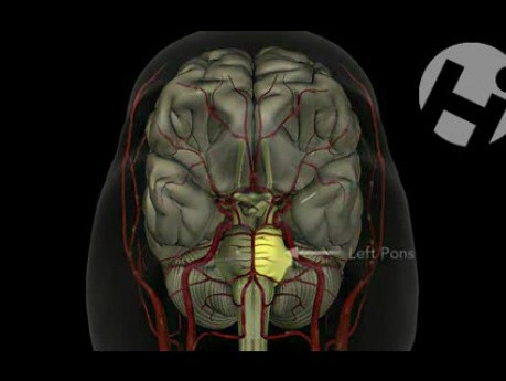 Anatomía y fisiólogia del cerebro