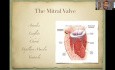 Respetar la válvula mitral