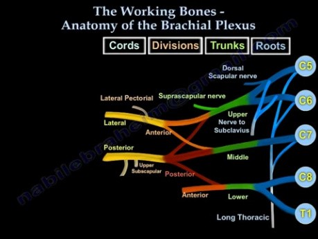 Anatomía del plexo braquial