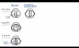 Parálisis del nervio laríngeo (anatomía, fisiología, clasificación, causas, fisiopatología)