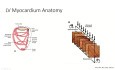 Una guía práctica para la "Global Longitudinal Strain (GLS)" ecocardiográfica mediante "Speckle Tracking 2D"