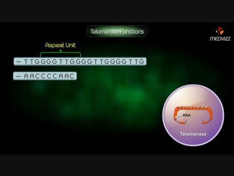Función de telomerasa - Animación HD