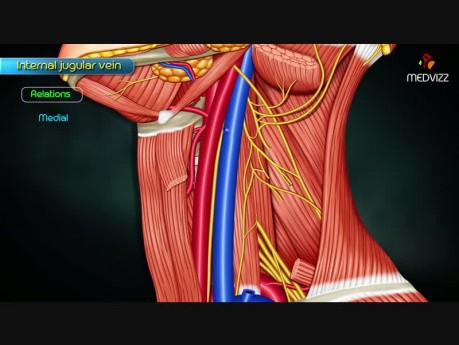 Vena yugular interna