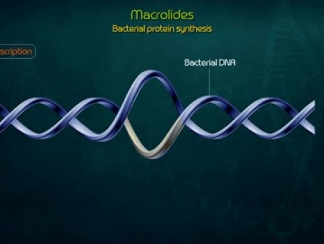 Macrólidos - farmacología