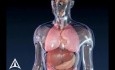 Asma - Animación médica en 3D