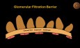 Barreras de filtración del glomérulo renal