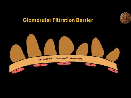 Barreras de filtración del glomérulo renal