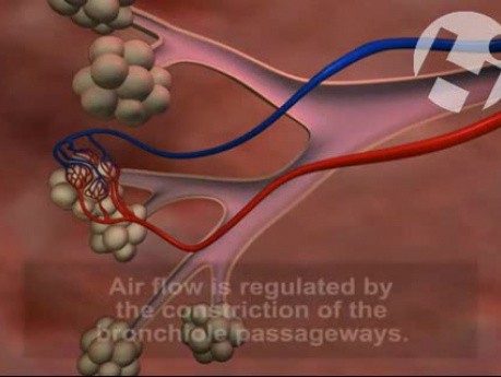 Anatomía y función pulmonar