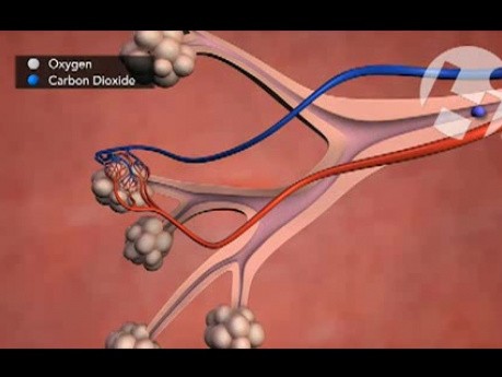 Estructura correcta y funcionamiento de los pulmones