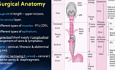Anatomía Quirúrgica del Esófago y Fisiología de la Deglución