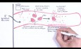 Hipersensibilidad tipo II (reacción citotóxica) - causas, fisiopatología, sistema del complemento