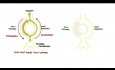 AVNRT (taquicardia de reentrada del nódulo auriculoventricular) - causas, fisiopatología, tratamiento