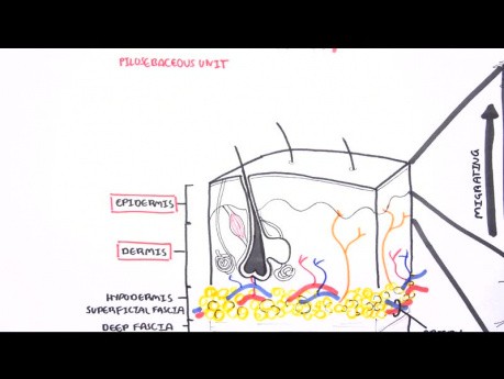 Introducción a la anatomía y fisiología de la piel